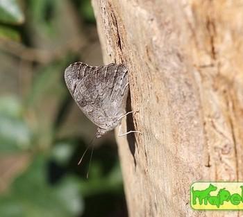 Sallya natalensis