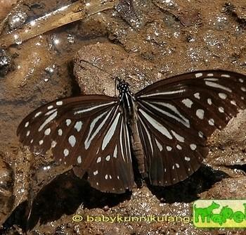 Parantica nilgiriensis