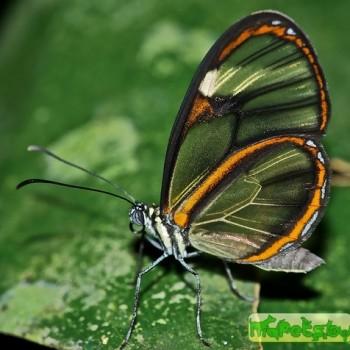 Pteronymia sao