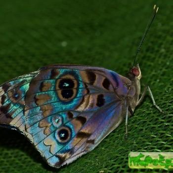 Eunica volumna