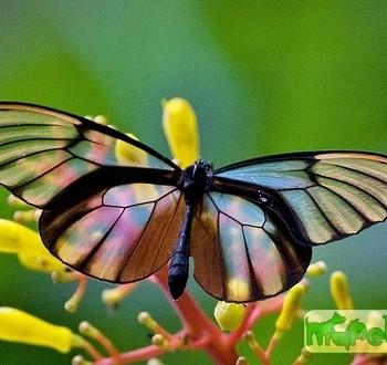 Godyris duillia