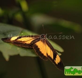 Acraea disjuncta