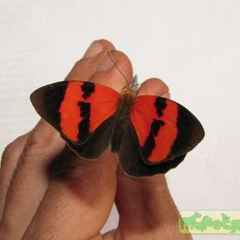 Temenis pulchra