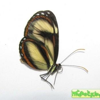 Pteronymia vestilla