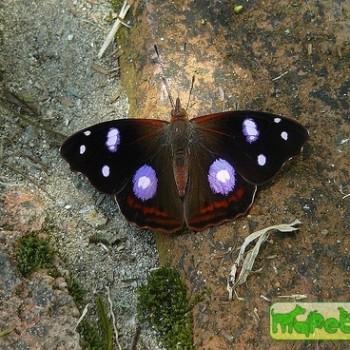 Cybdelis mnasylus