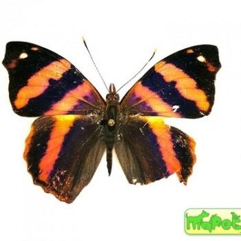 Epiphile dilecta