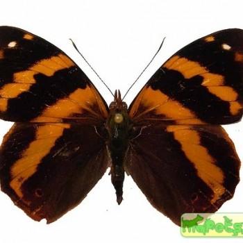 Epiphile latifasciata
