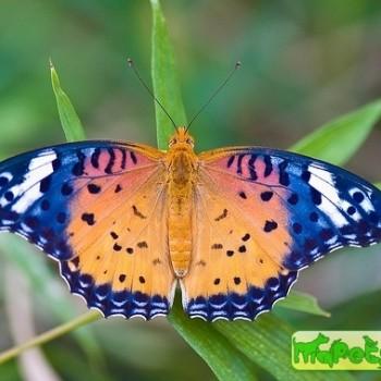 argynnis hyperbius