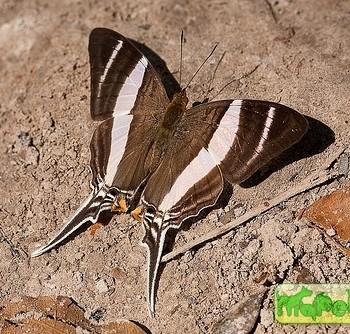 Marpesia orsilochus
