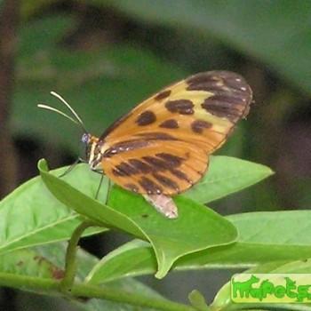 Mechanitis mazaeus