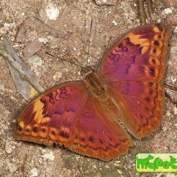 Bebearia senegalensis