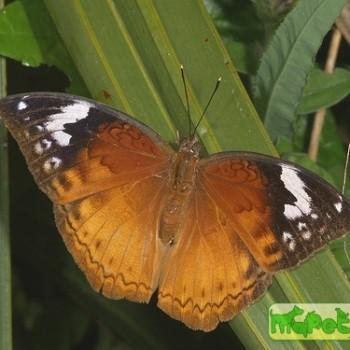 Bebearia mardania