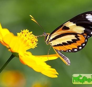 Mechanitis lysimnia