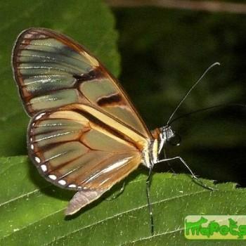 Athesis clearista