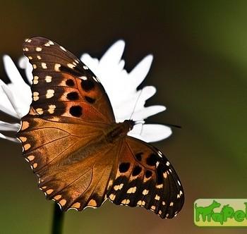 Anetia jaegeri