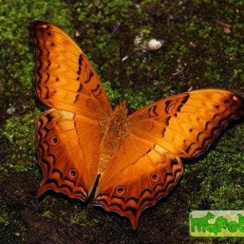 Vindula erota