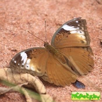 bebearia theognis