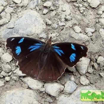 Orophila diotima