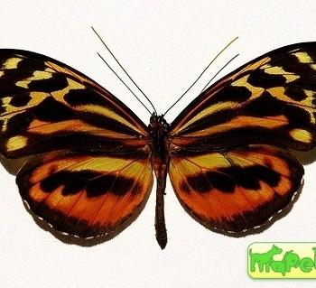 Tithorea harmonia