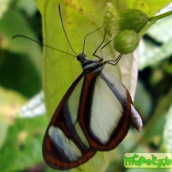 Oleria quintina