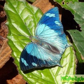 Memphis glauce
