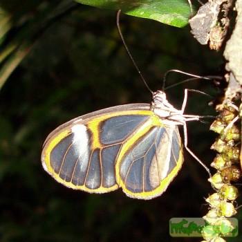 Heterosais edessa