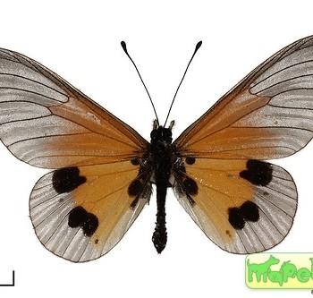 Acraea igati