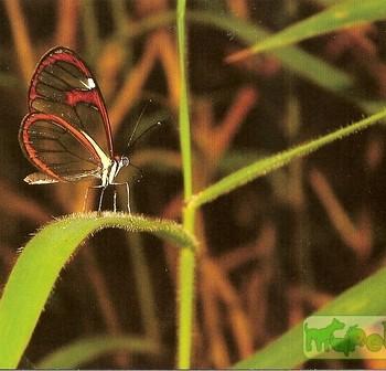 Ithomia drymo