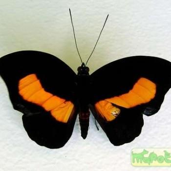 Catonephele orites