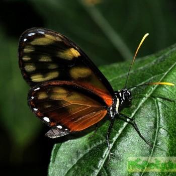 Pteronymia latilla