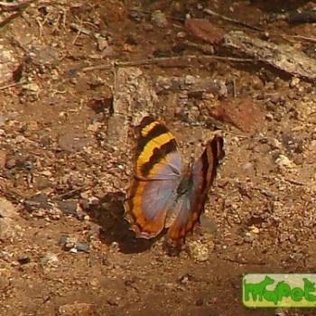 Bolboneura sylphis