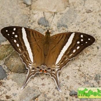 Marpesia crethon