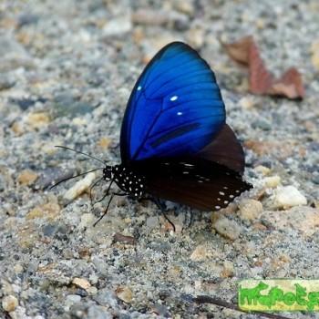 Euploea algea