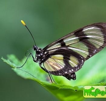 Methona megisto