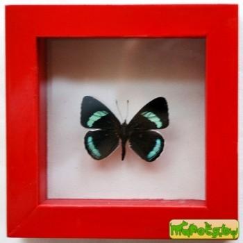 Diaethria neglecta