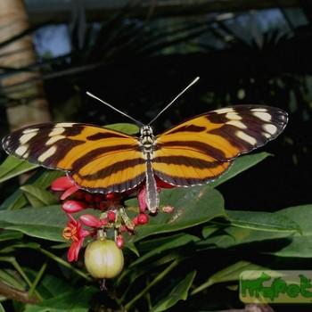Melinaea ethra