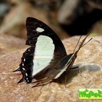 Polyura arja