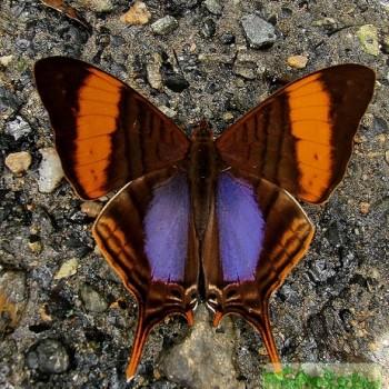 Marpesia corita