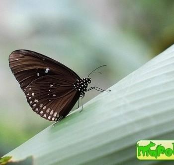 Euploea modesta
