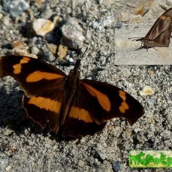 Libythea myrrha