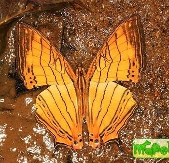 Cyrestis lutea