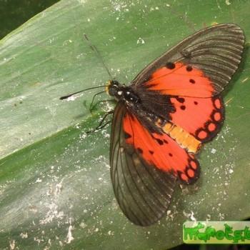 Acraea endoscota