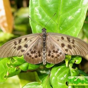 Acraea rogersi