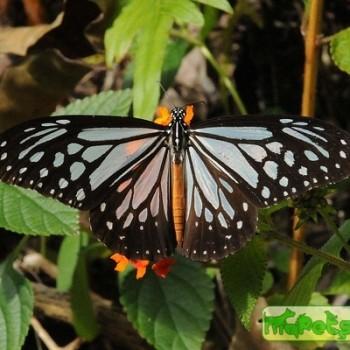 Parantica melaneus