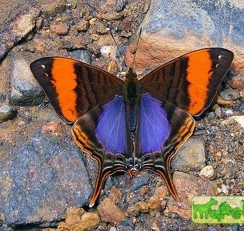 Marpesia corinna