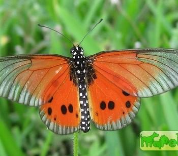 Acraea igola