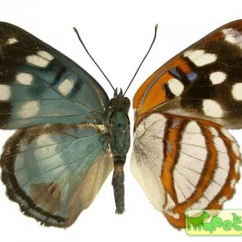 Dynamine racidula