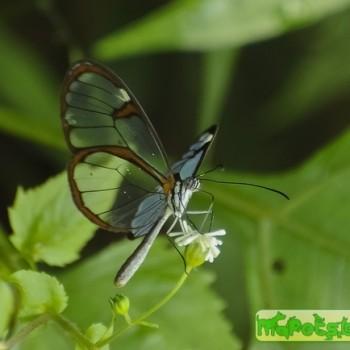 Episcada clausina