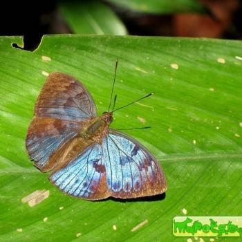 Bebearia carshena
