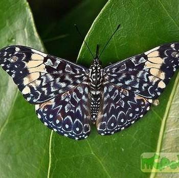 Hamadryas feronia